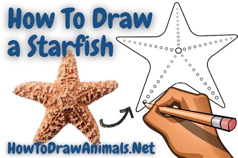 How To Draw A Starfish (Best Drawing Tutorial) .